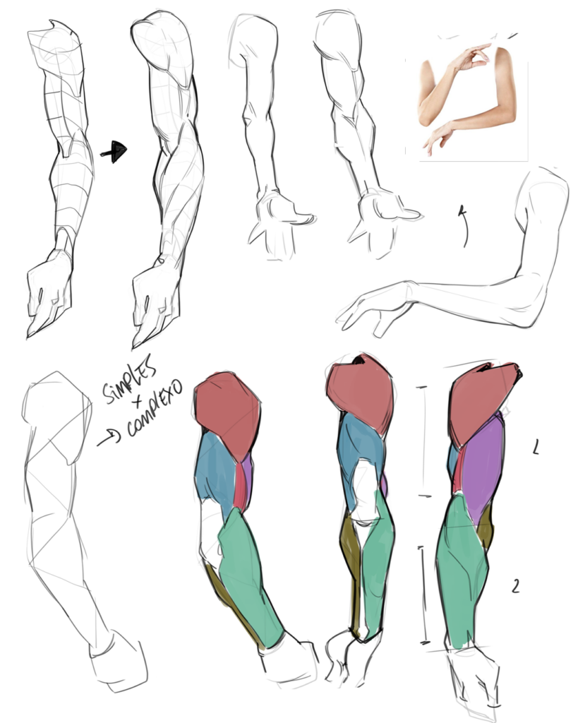 Anatomia aplicada ilustrado pelo professor @yonhan_art sobre Tipos de Anatomia: Descubra as diferenças.