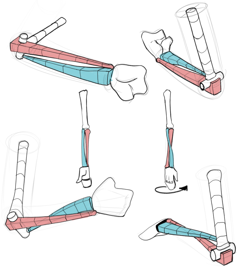 Ossos ilustrado pelo professor @yonhan_art sobre Tipos de Anatomia: Descubra as diferenças